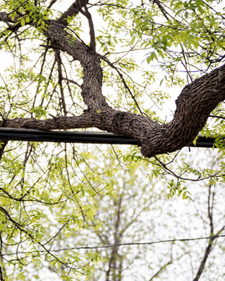 Tree Trimming Con Edison