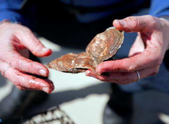 Two hands are holding an opened oyster.